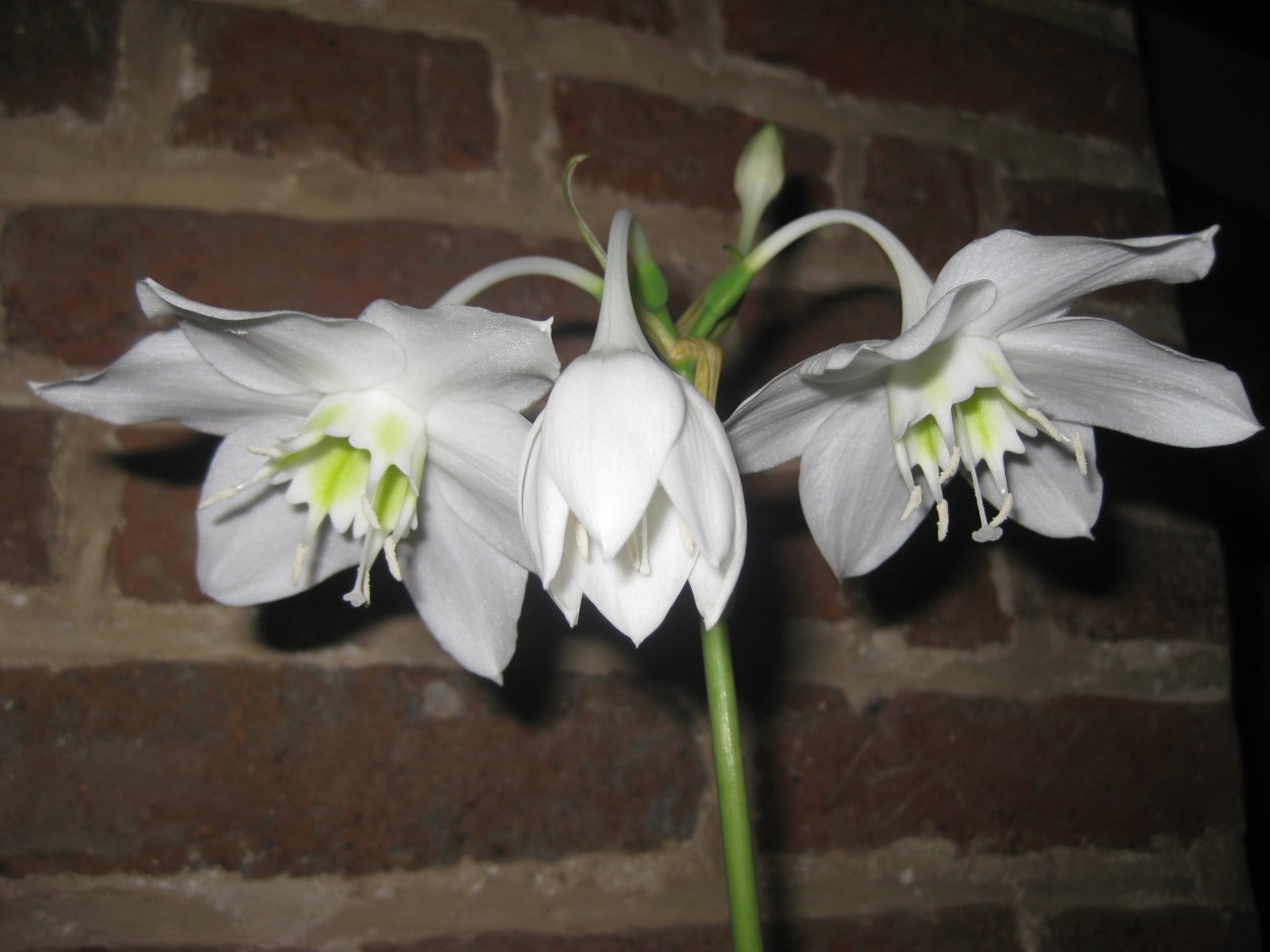Эухарис - Eucharis d12 h35