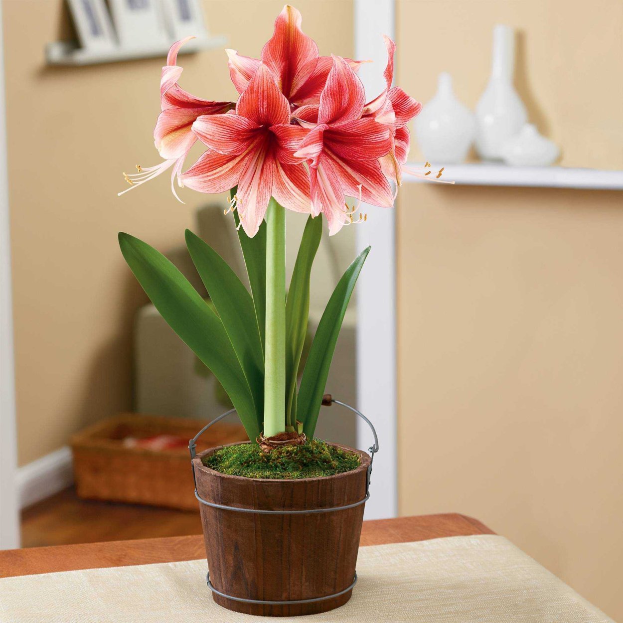 Цветок гиппеаструм амариллис