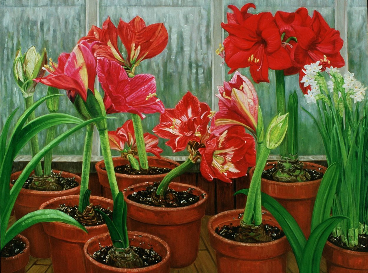 Луковичные комнатные цветы амариллис