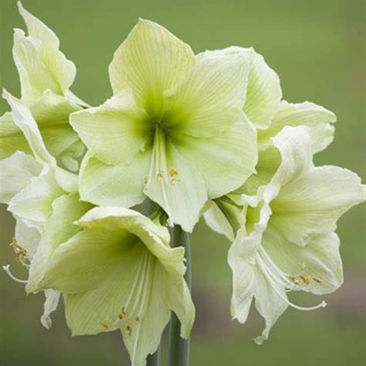 Фреш Лемон гиппеаструм