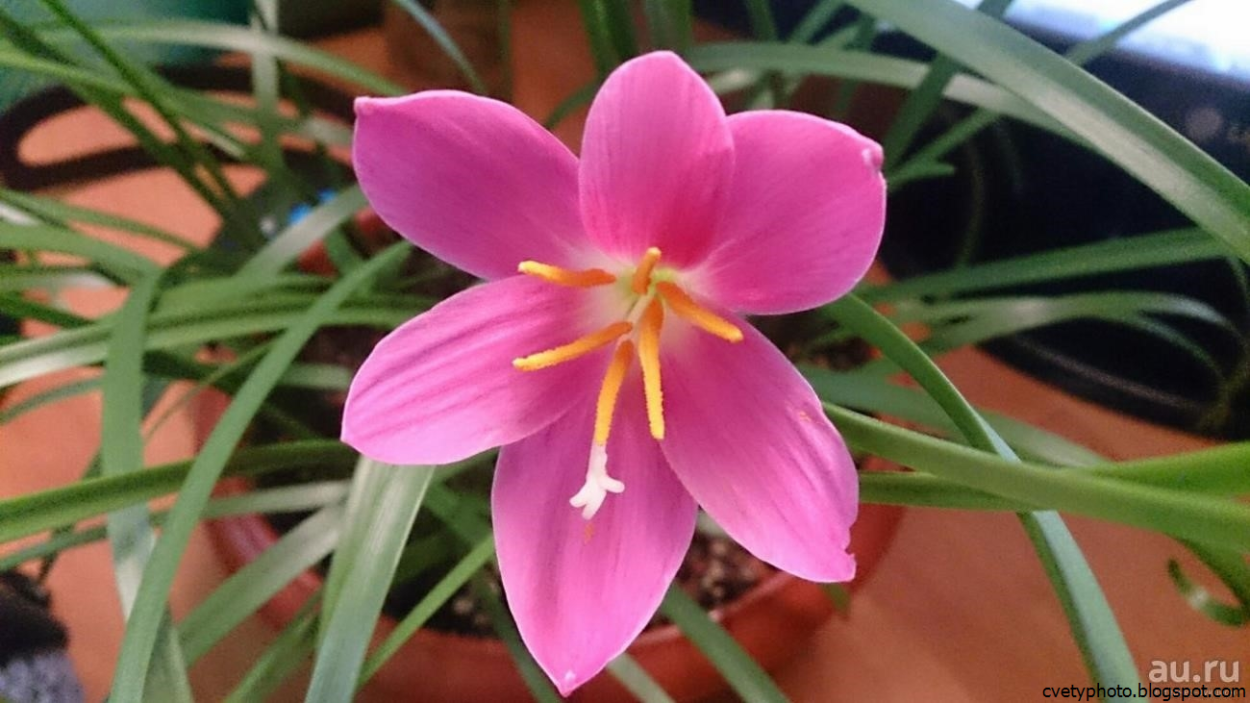 Зефирантес розовый выскочка