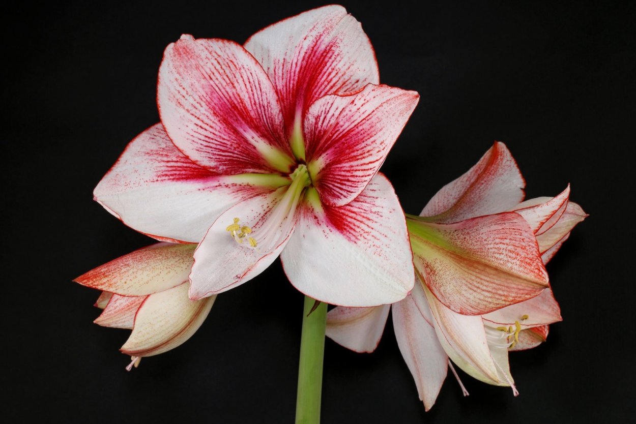 Гиппеаструм Шоумастер