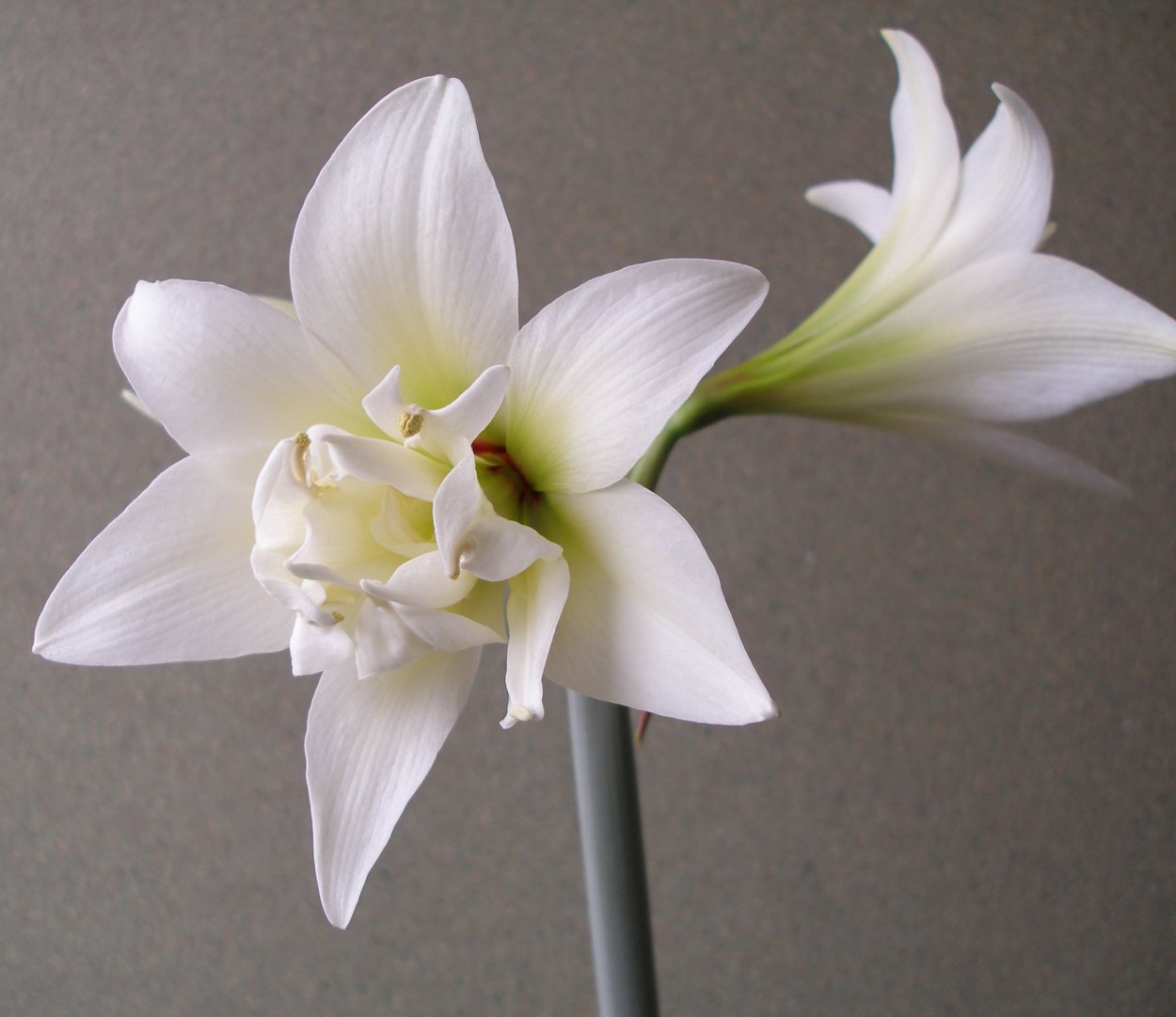 Амариллис Джевел