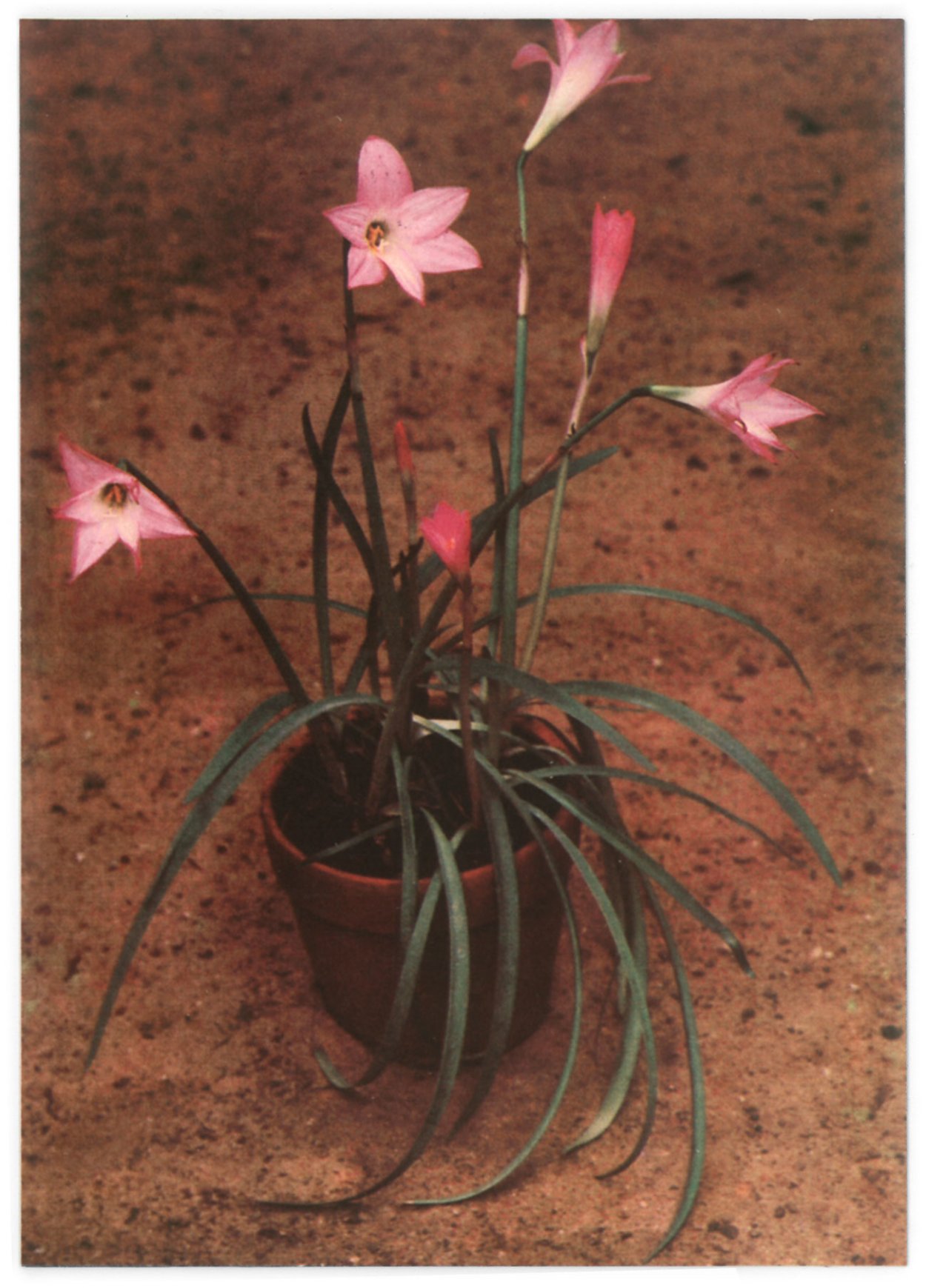 Grandiflora зефирантес