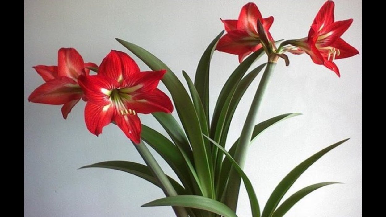 Гиппеаструм амариллис