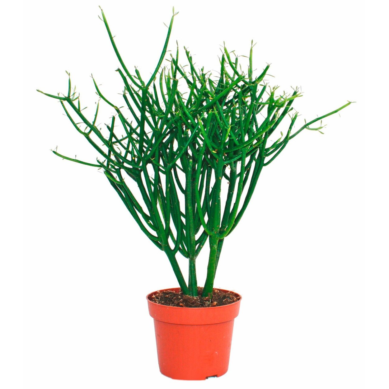 Молочай тирукалли (Euphorbia tirucalli)