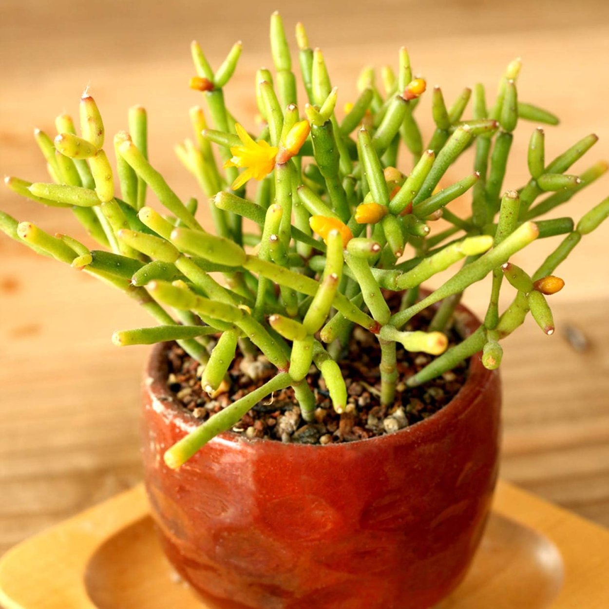 Хатиора Танцующие кости