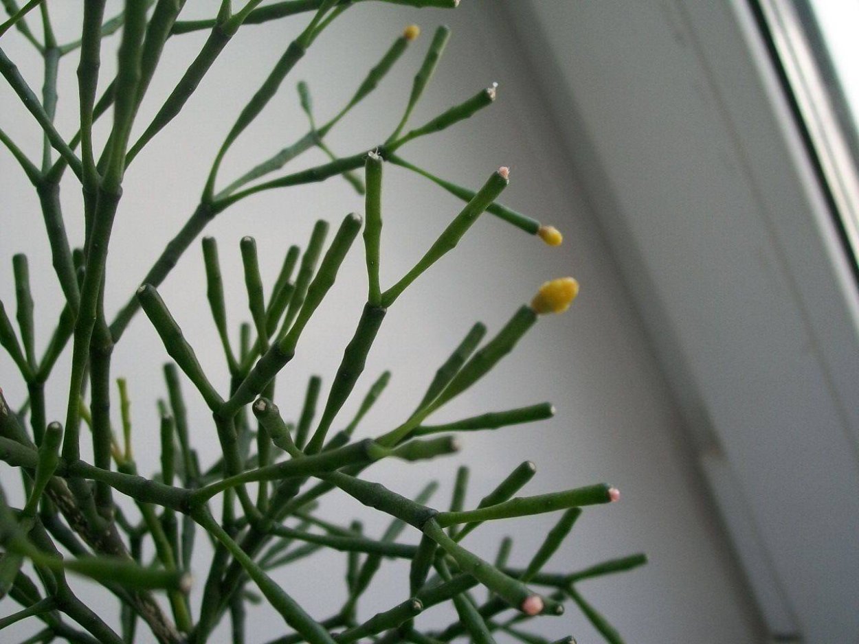 Молочай хатиора