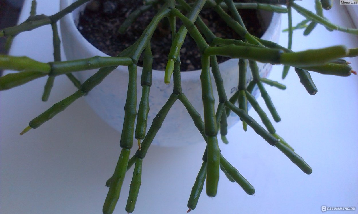 Хатиора корни