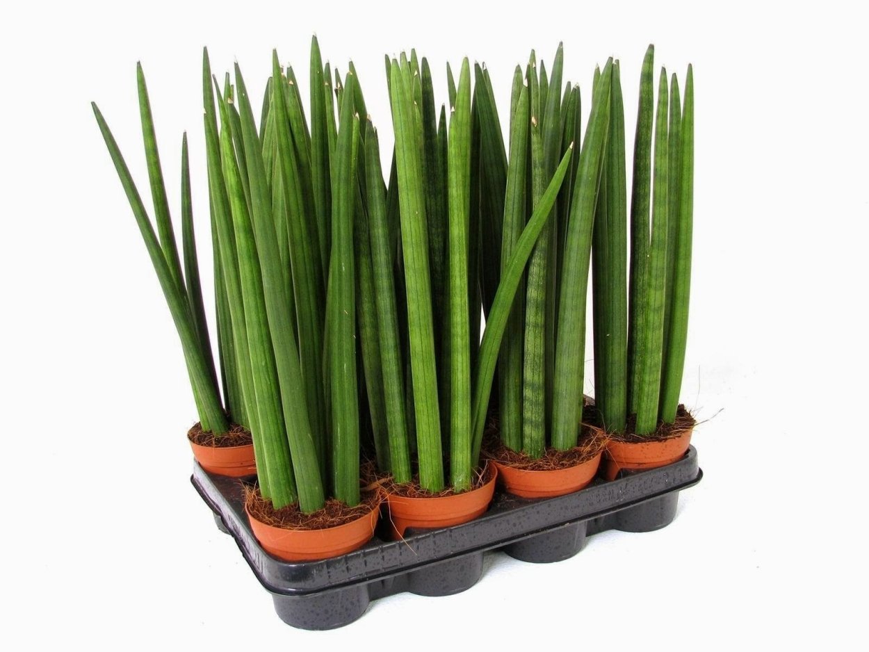 Сансевиерия цилиндрика 30 см