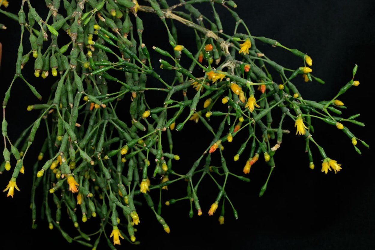 Хатиора солеросовая