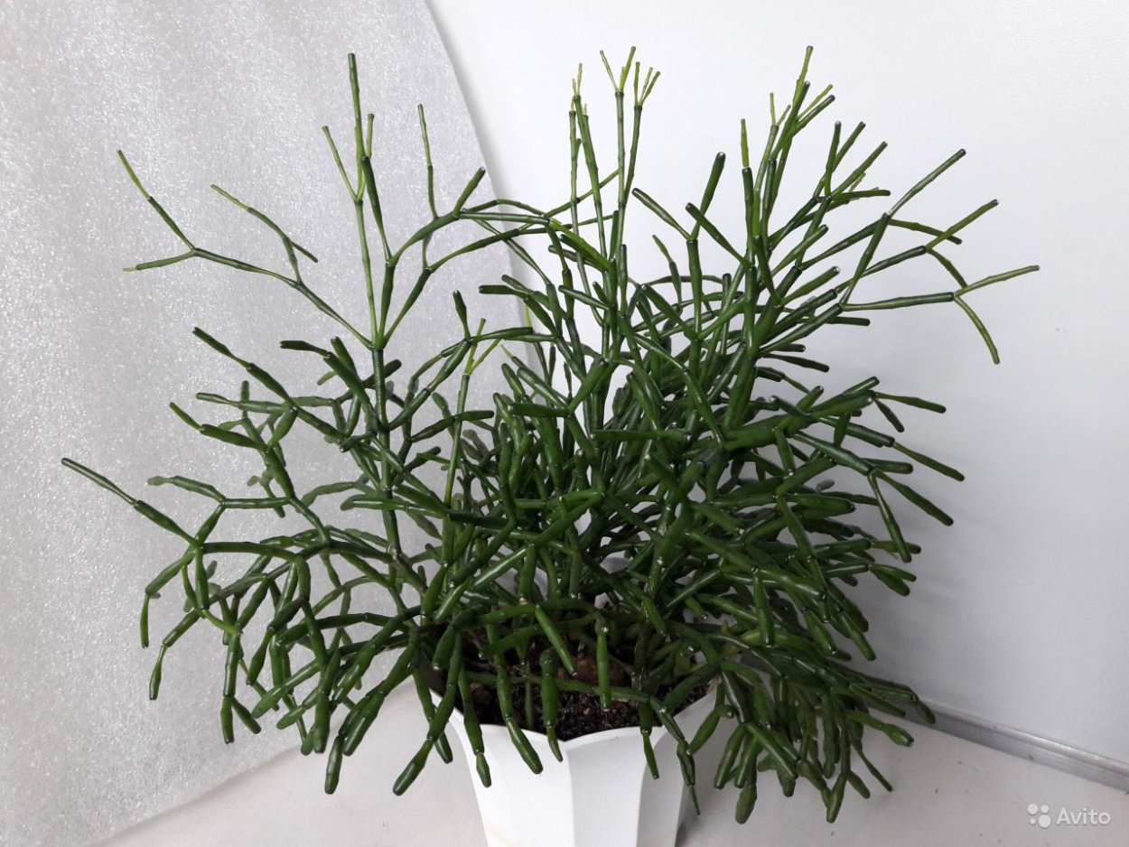 Хатиора бамбуковидная