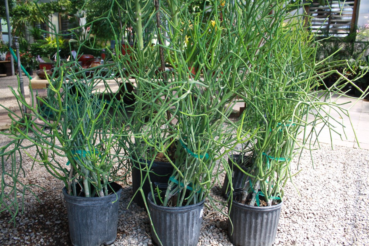 Молочай тирукалли в интерьере