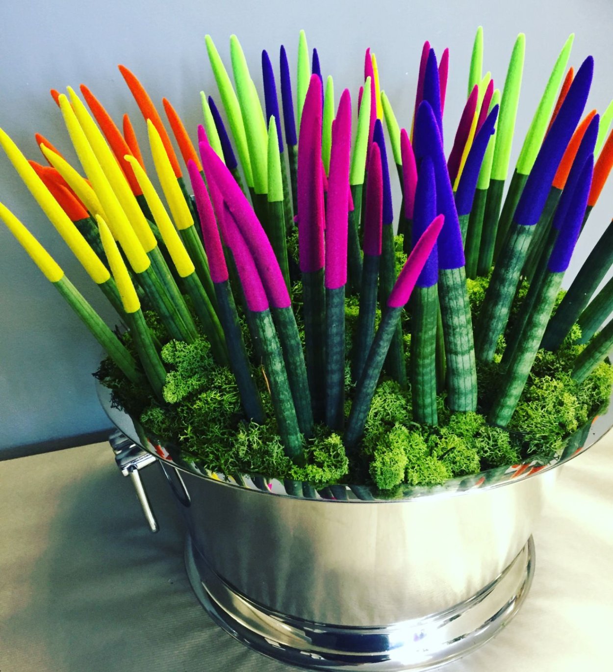 Сансевьера цилиндрика вельвет