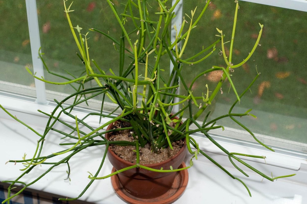 Молочай тирукалли палочник