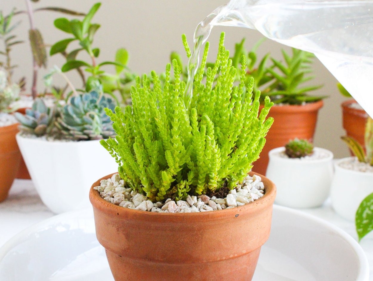 Растение палочками суккулент