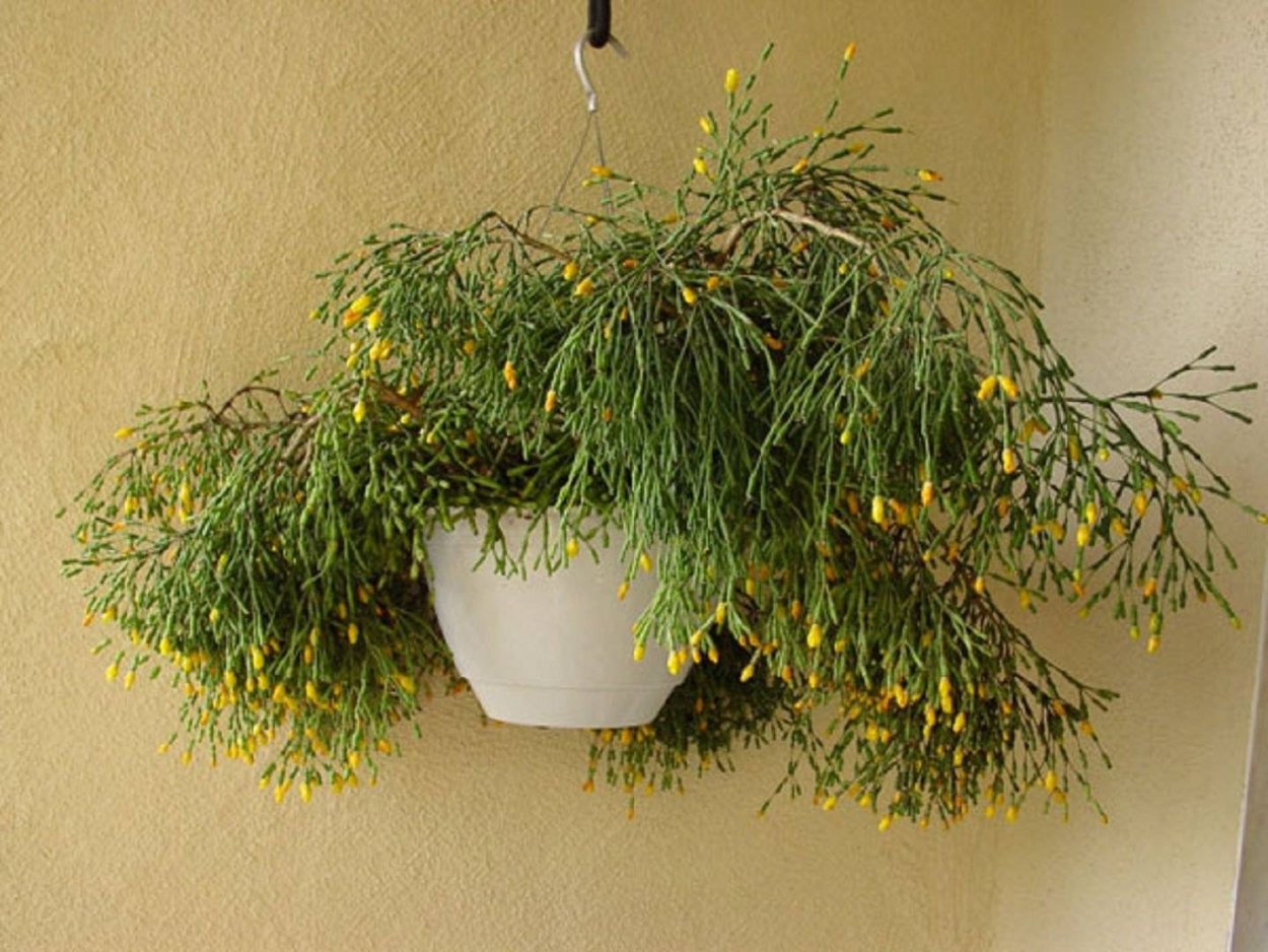 Цветок хатиора солеросовая