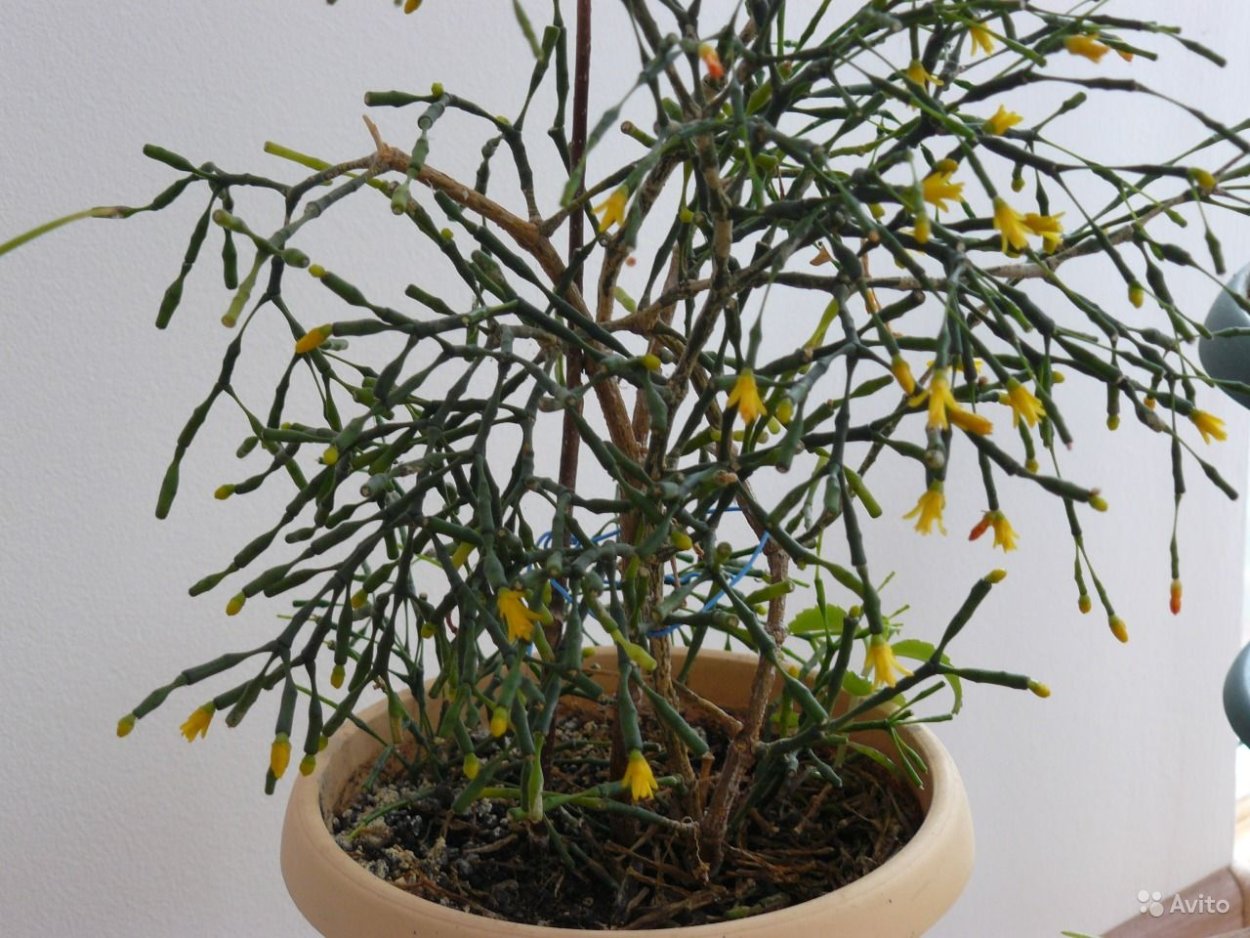 Цветок хатиора