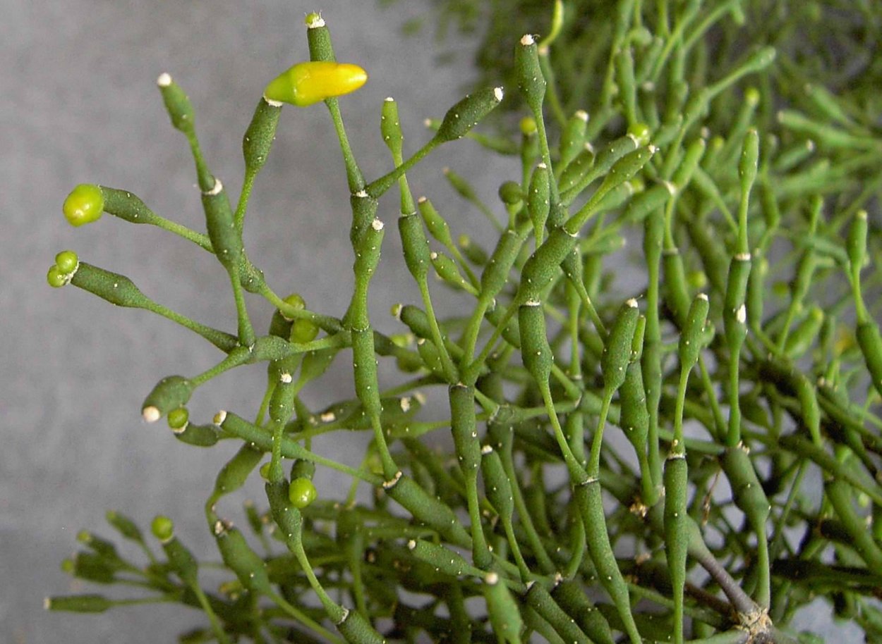 Хатиора саликорниоидес