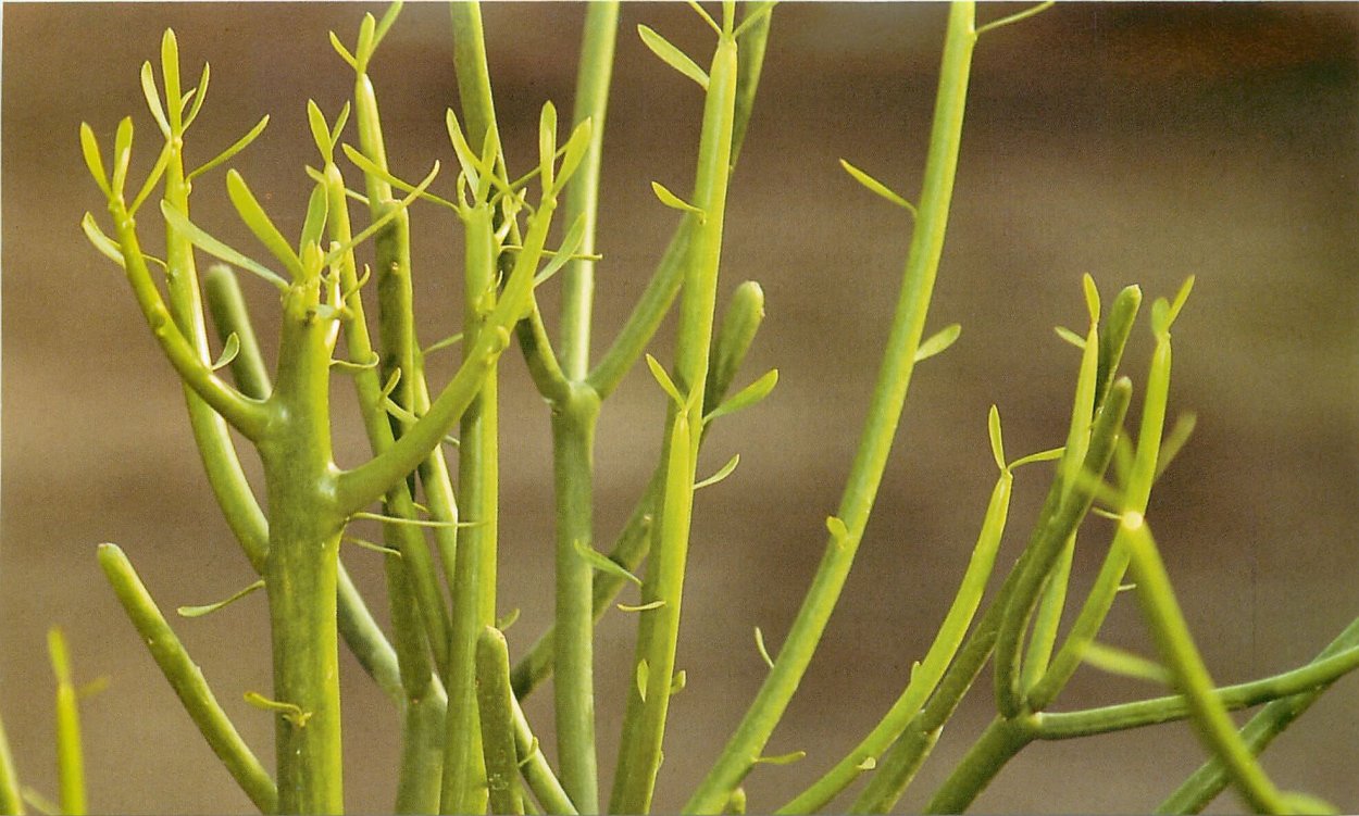 Эуфорбия тирукалли