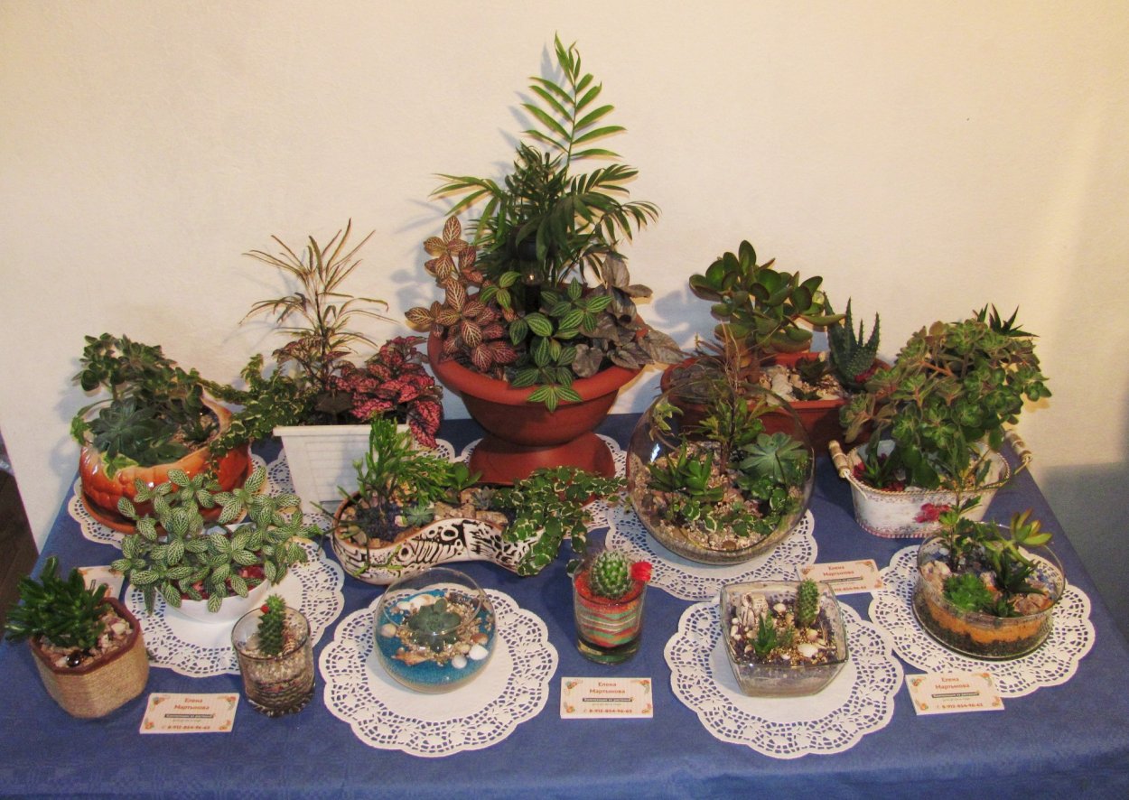 Выставка комнатных растений