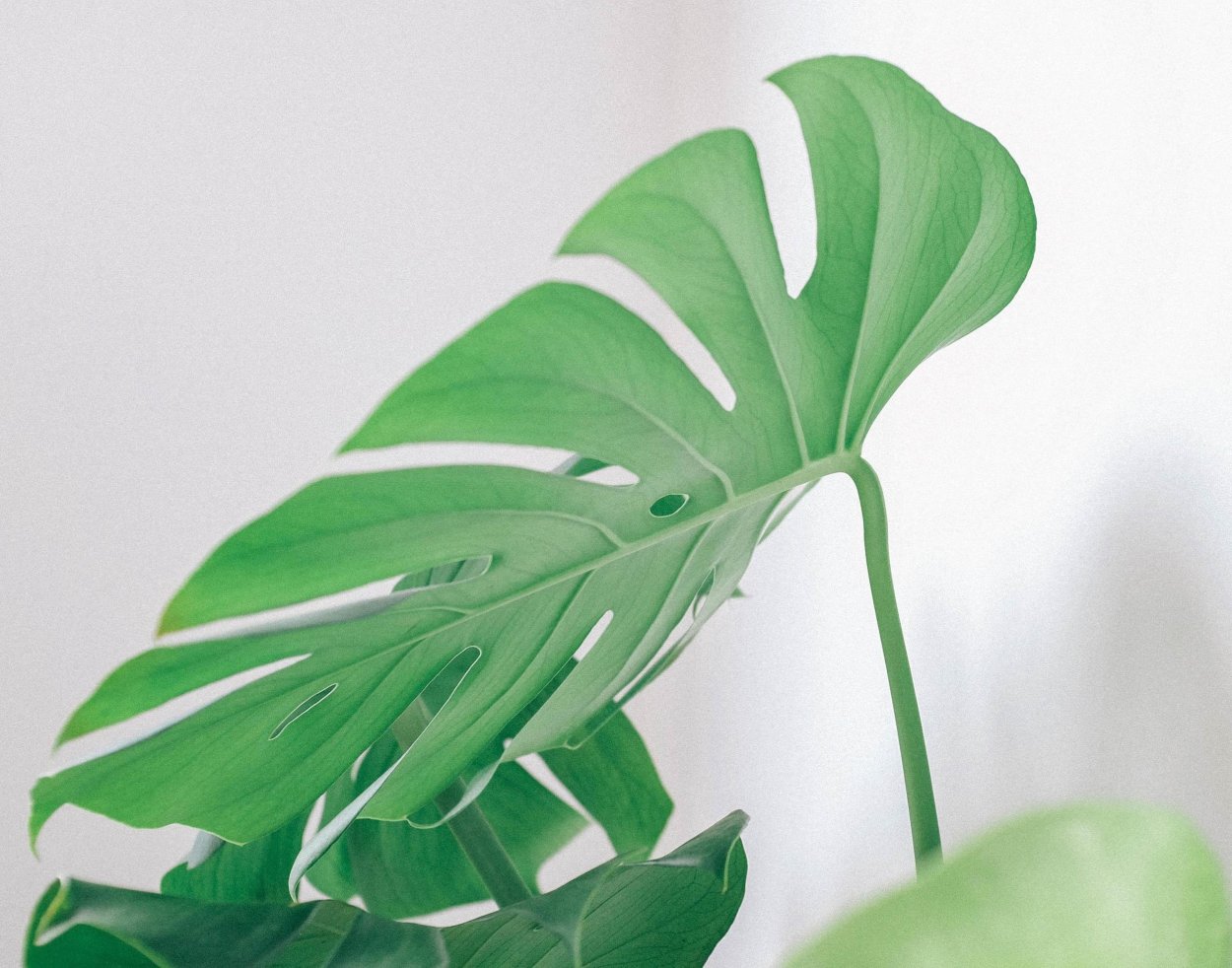 Monstera SP. (Blue Heart Leaf)