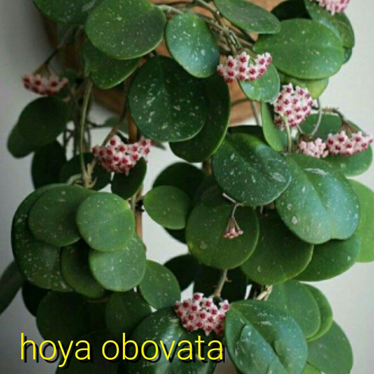 Хойя obovata variegata