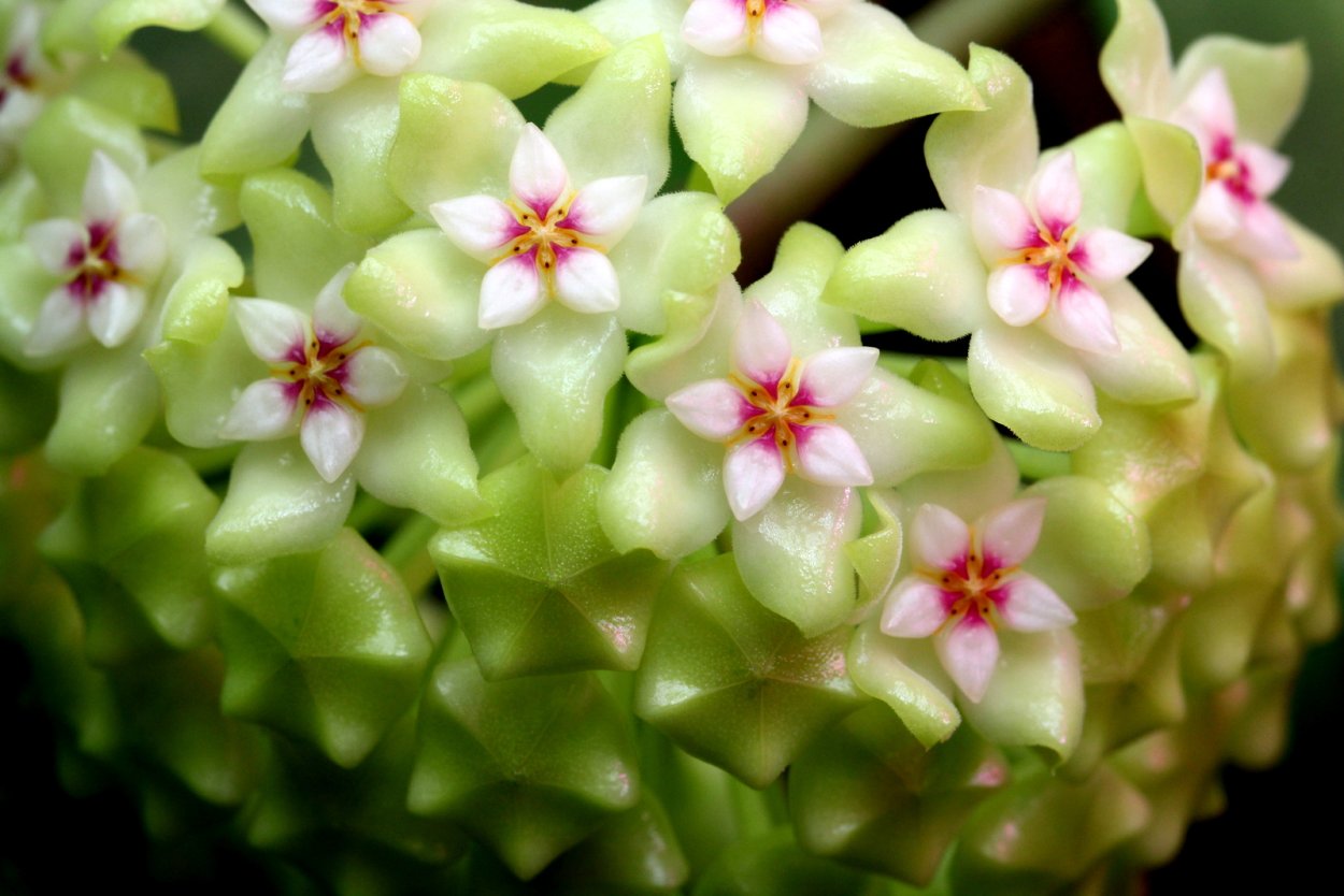 Цветок Хойя Келли