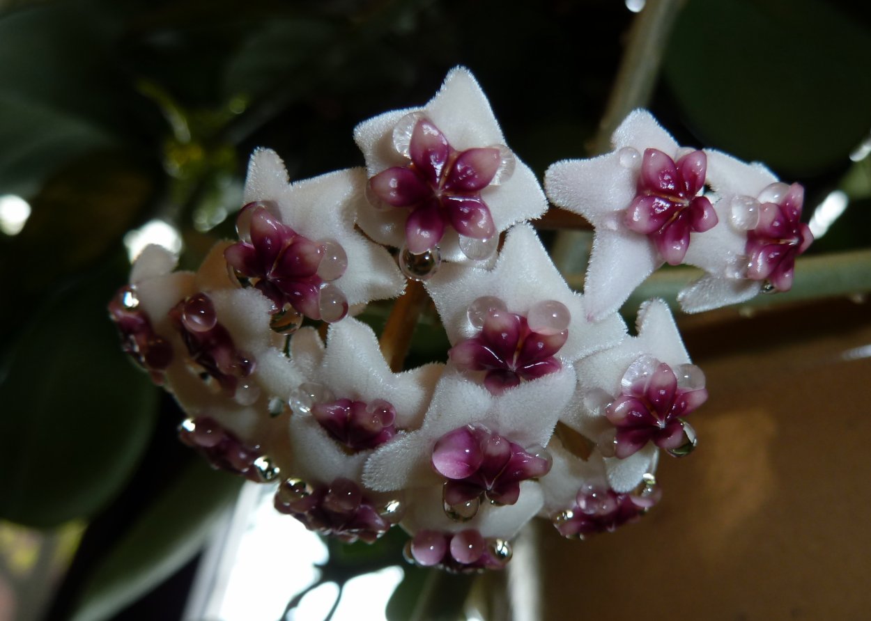 Ростелата Хойя