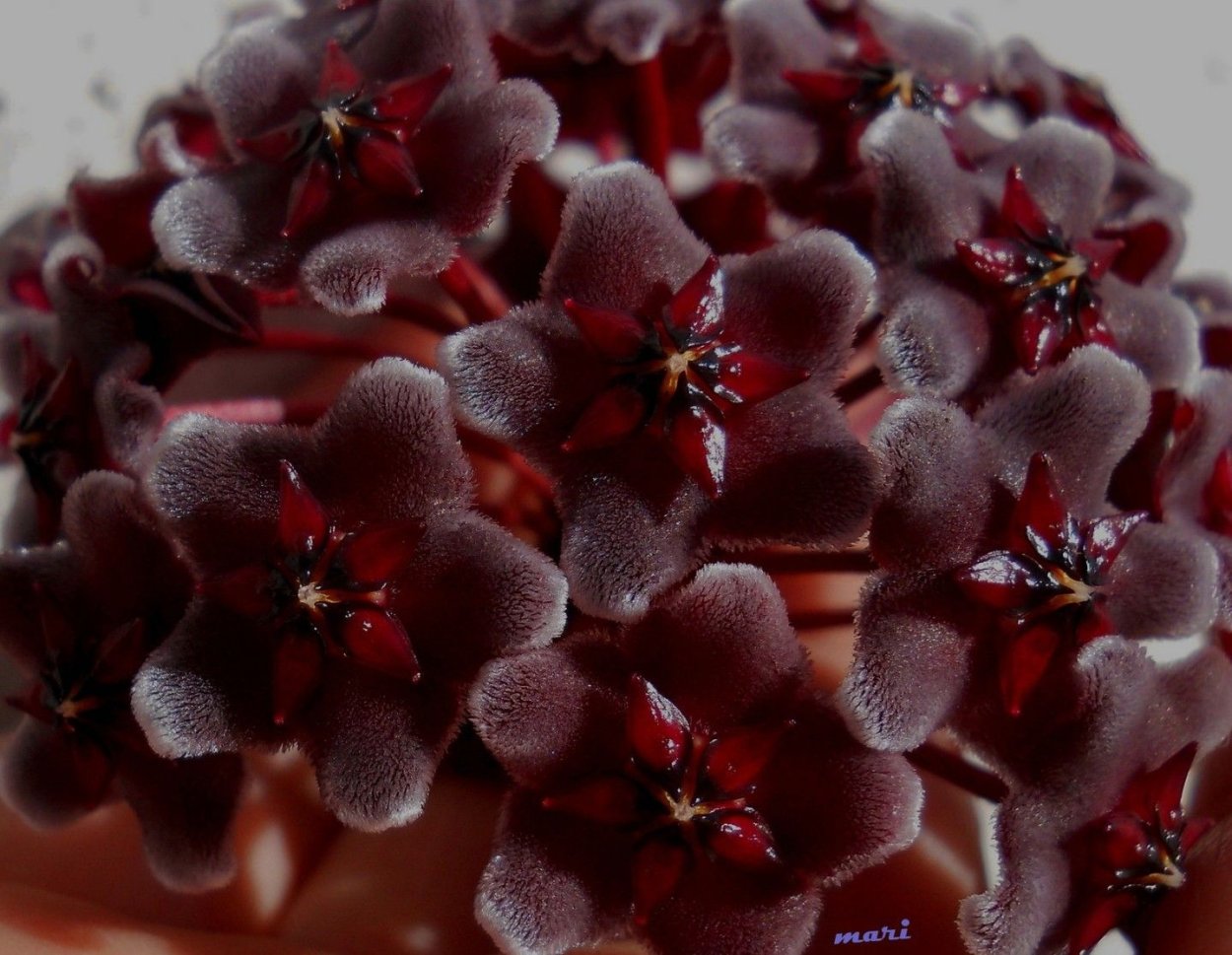 Хойя красная