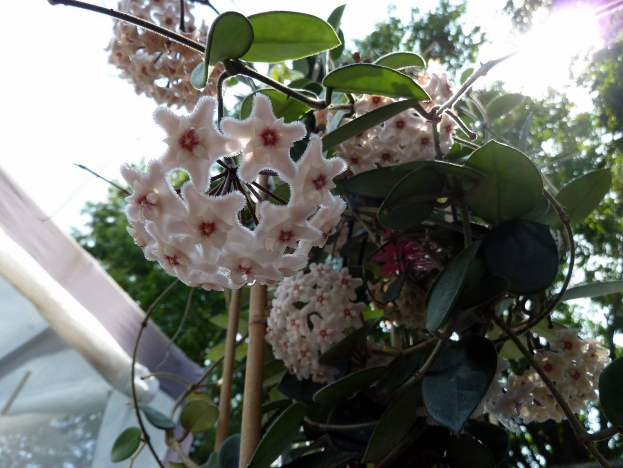 Хойя Hoya CV. "Chouke"