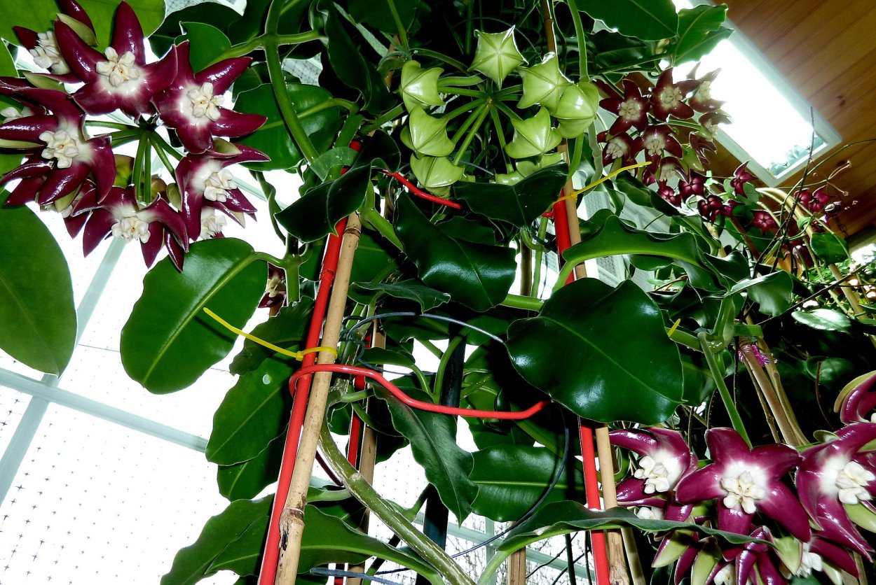 Хойя Империалис