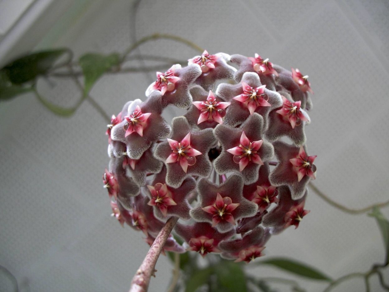 Хойя Карноза (восковой плющ)