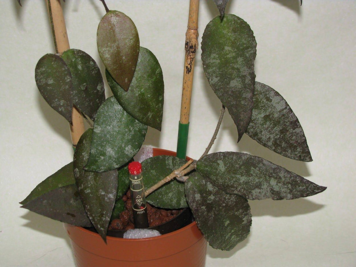 Хойя Суматра