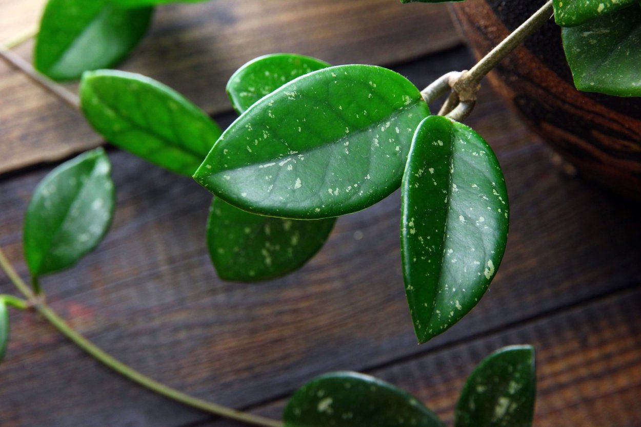 Хойя Аустралис листья