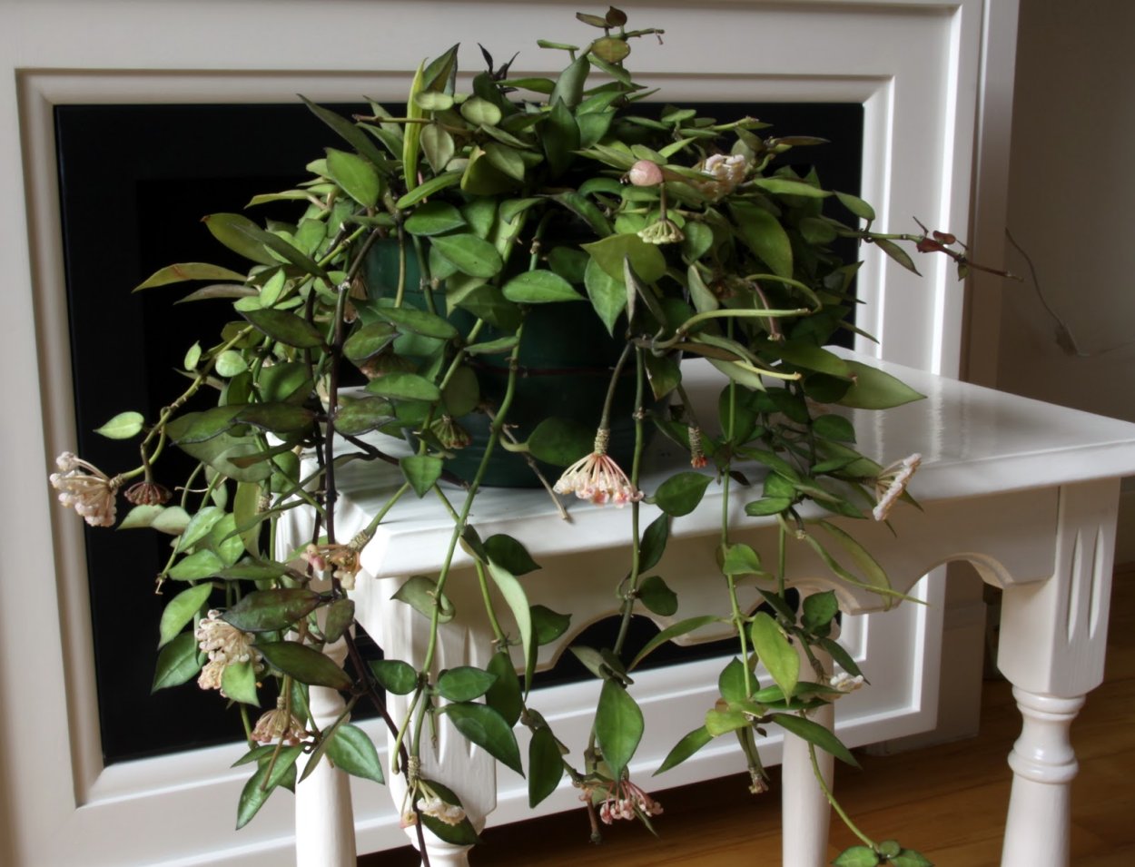 Лакуноза Тове