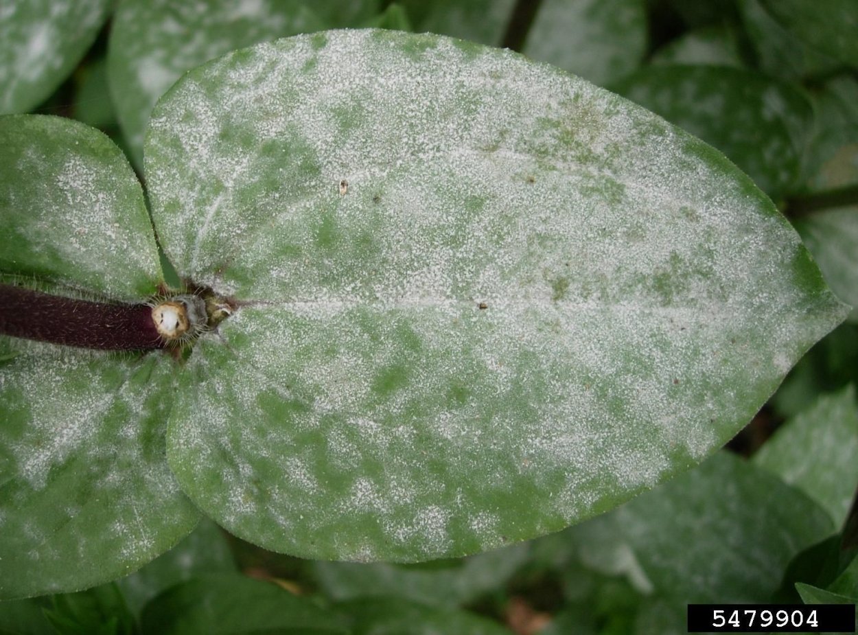 Мучнистая роса налет