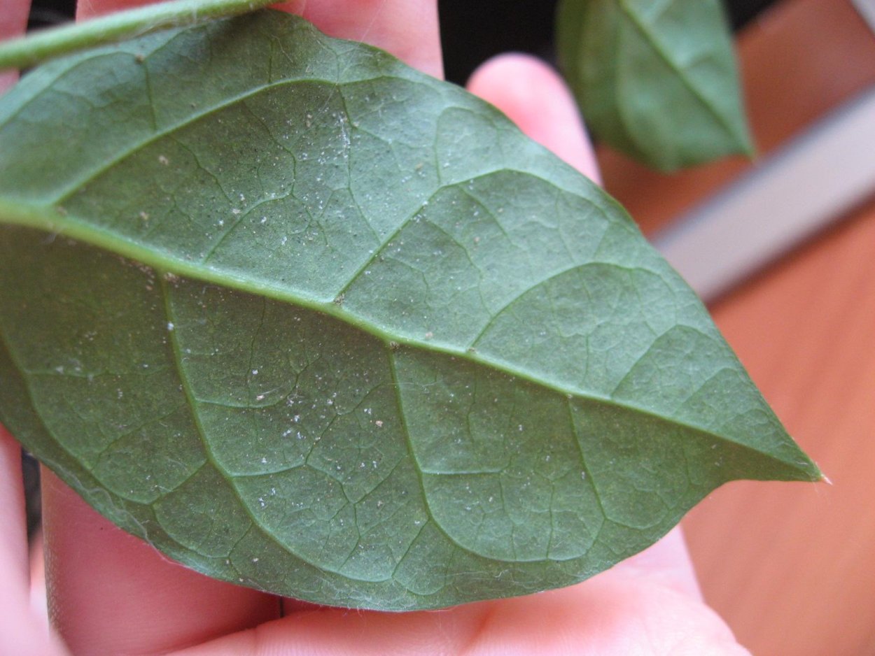 Паутинный клещ на гибискусе