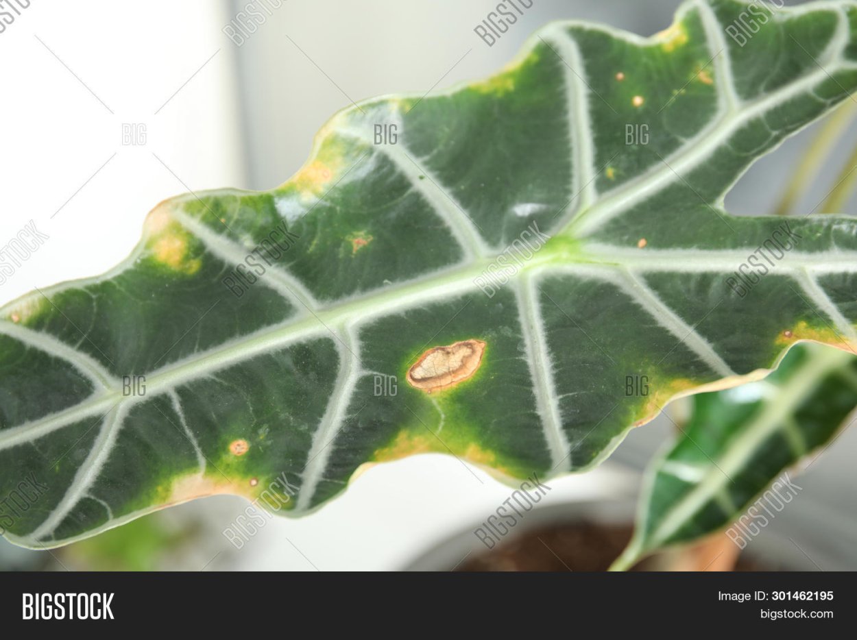 Ожог на листьях растений от мошек в цветах комнатных