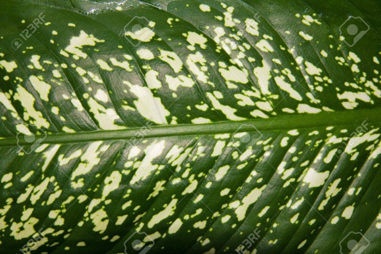 Белые точки на листьях комнатных растений