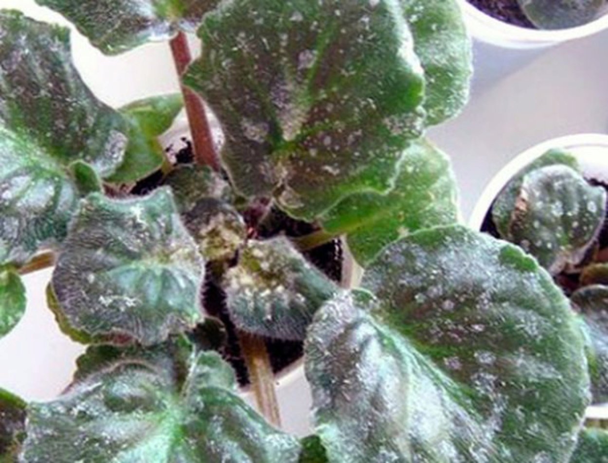 Мучнистая роса сенполия