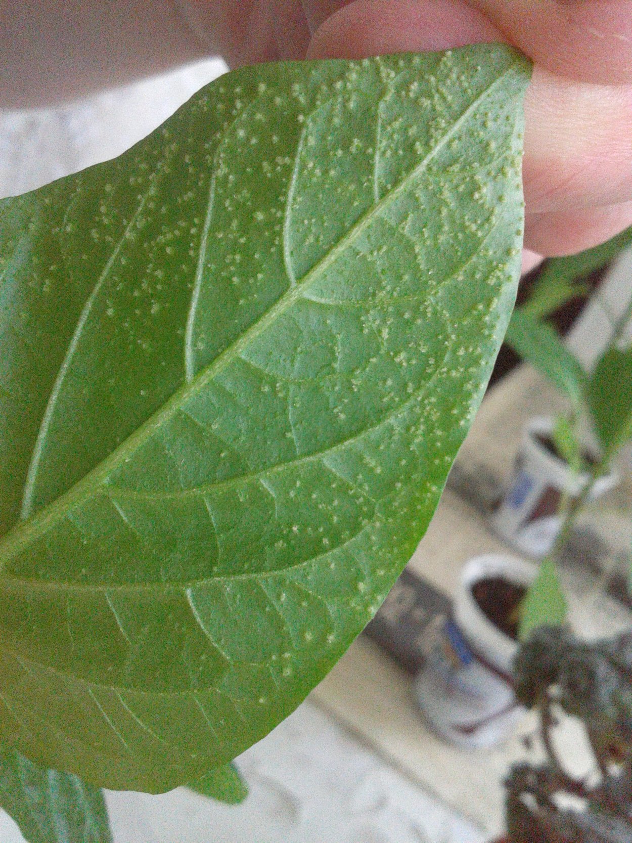 Белая пятнистость рассады перца