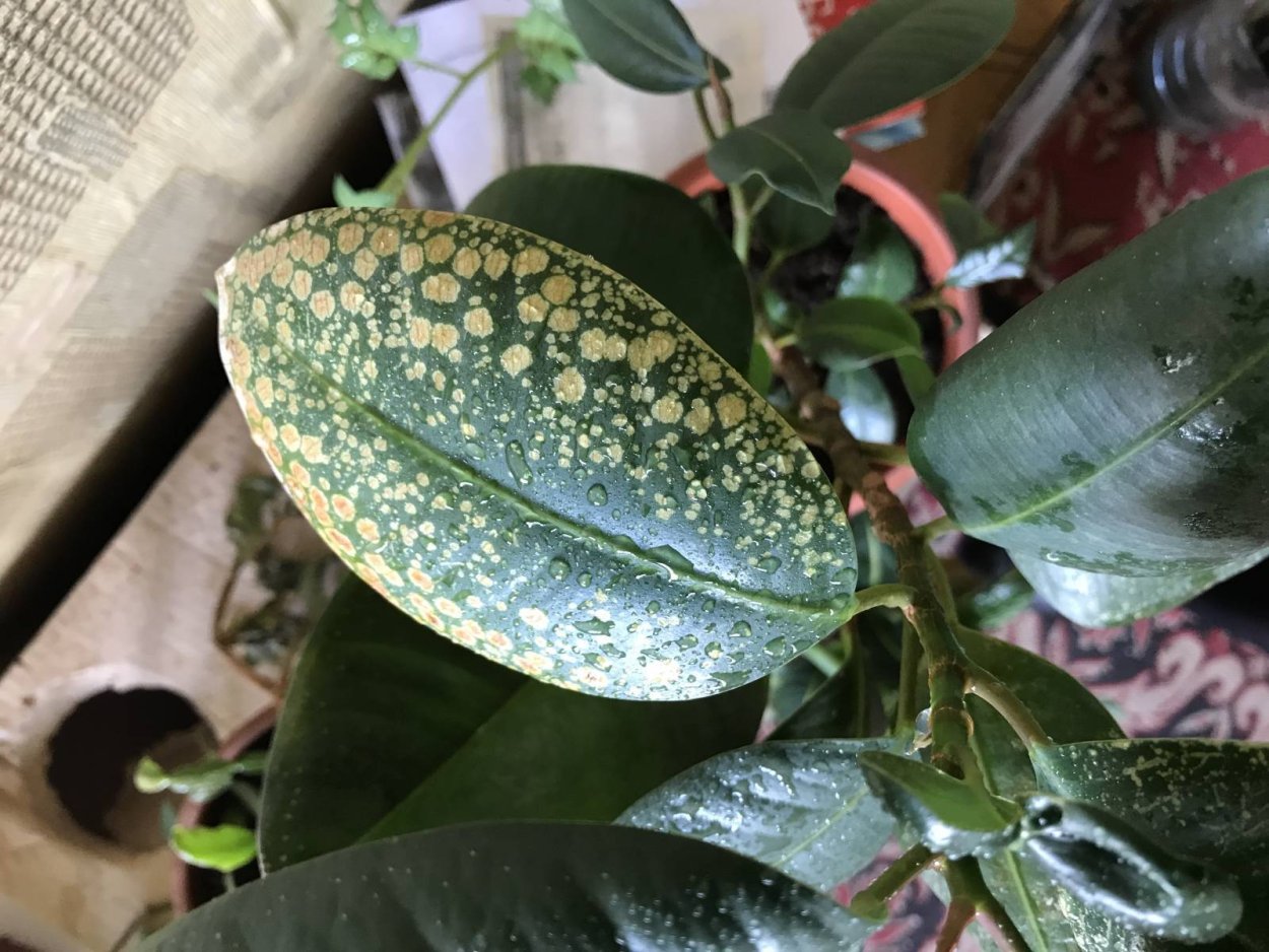 Сажистый грибок на Хойе