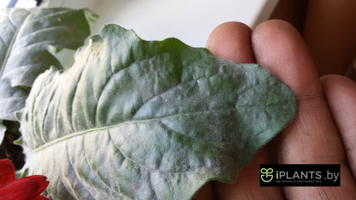 Мучнистая роса на баклажанах