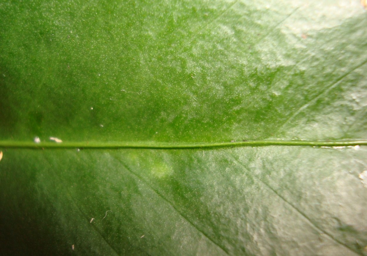 Паутинный клещ на антуриуме