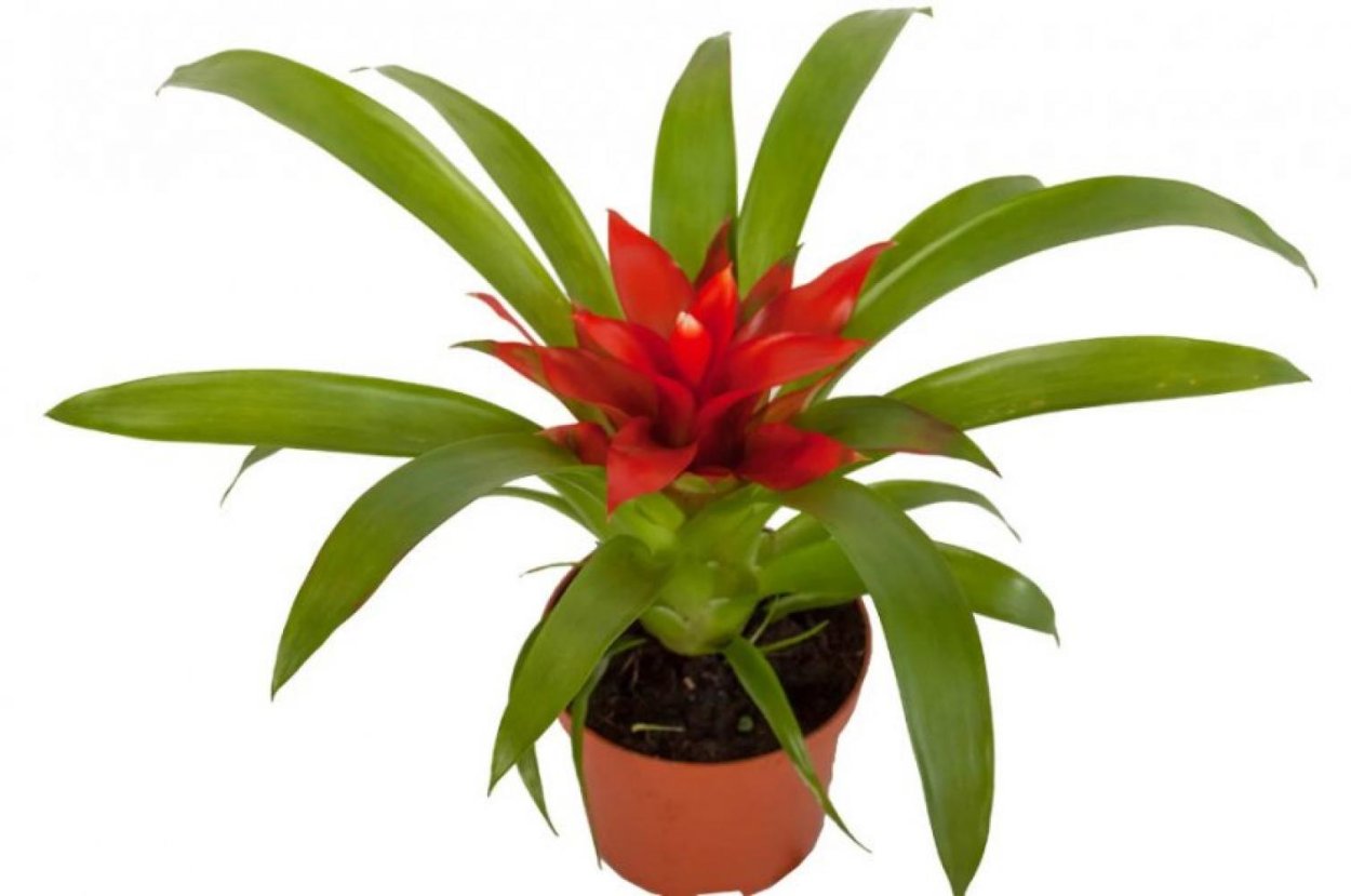 Гузмания Рондо