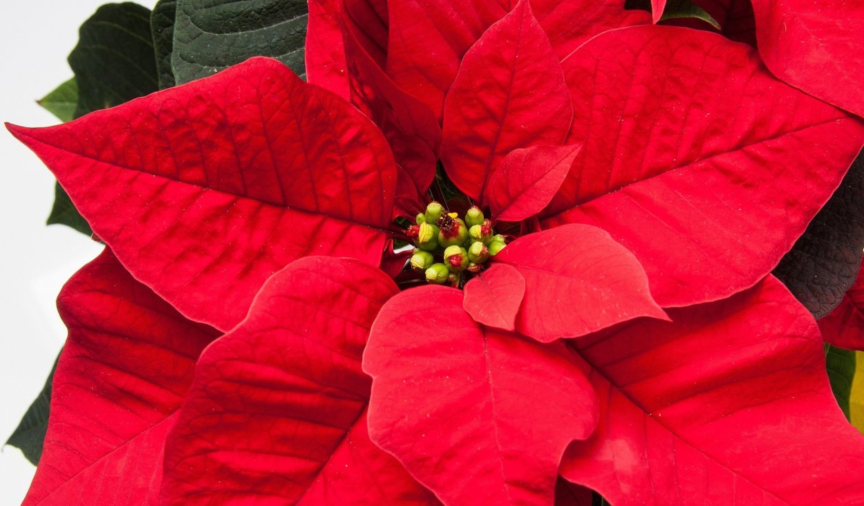 Молочай пуансеттия