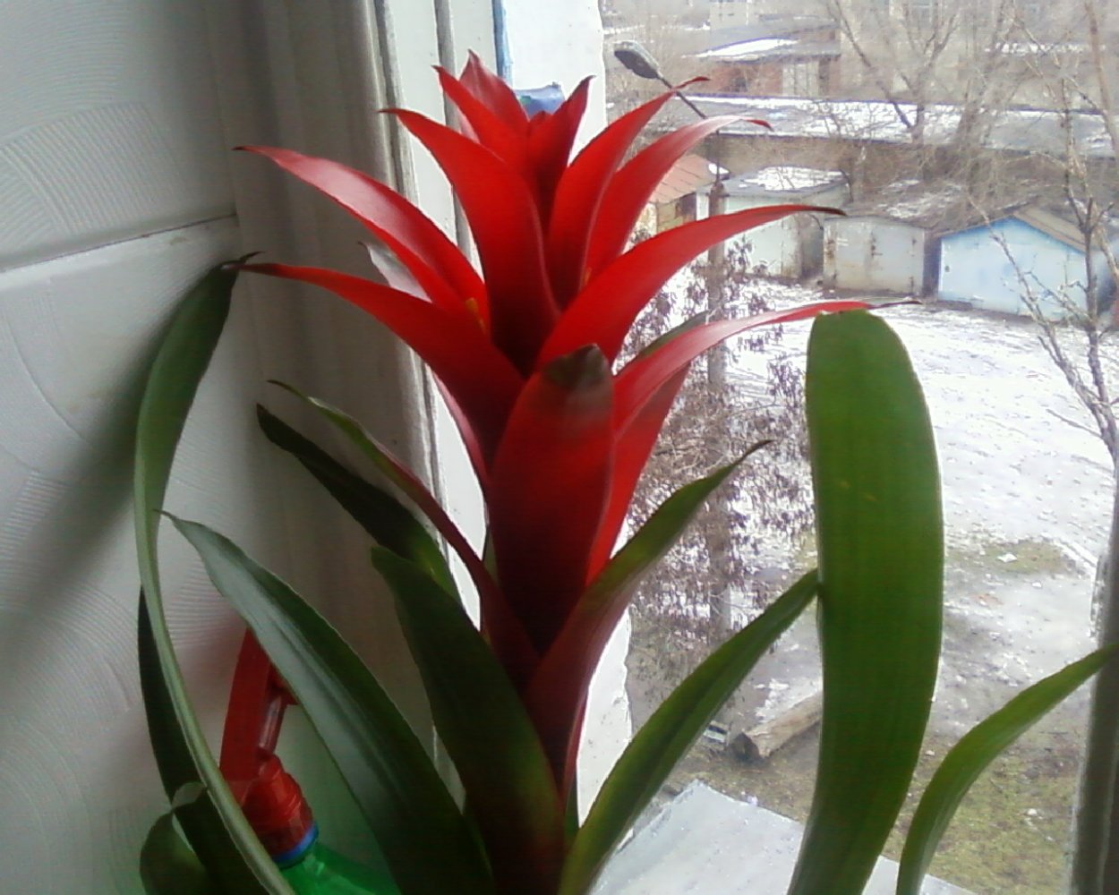 Гузмания красная