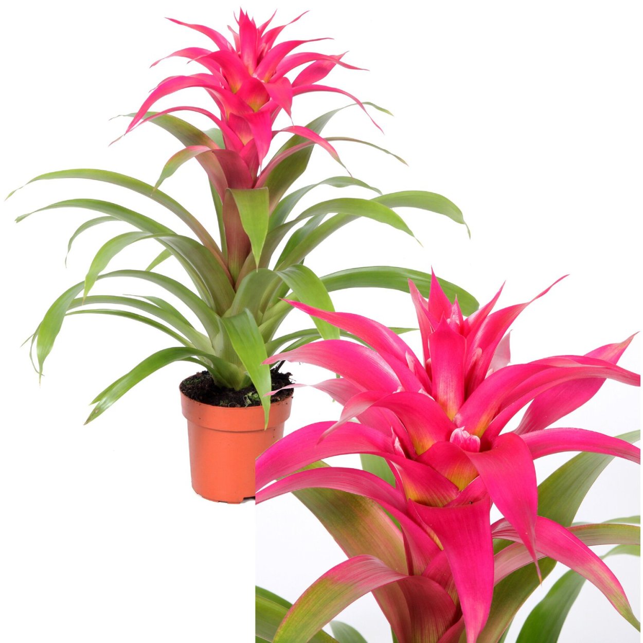 Гузмания Амаретто