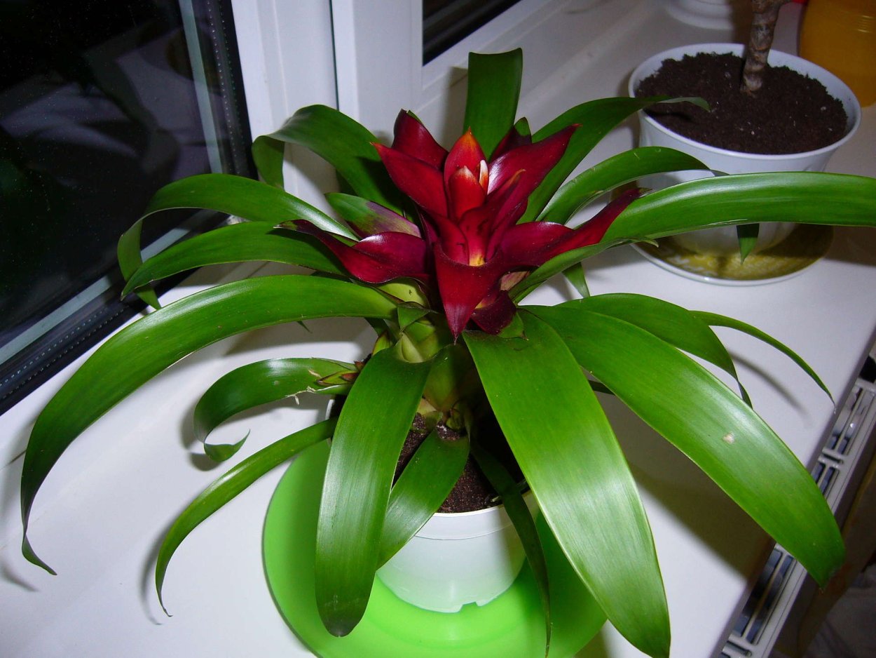 Нидуляриум цветок